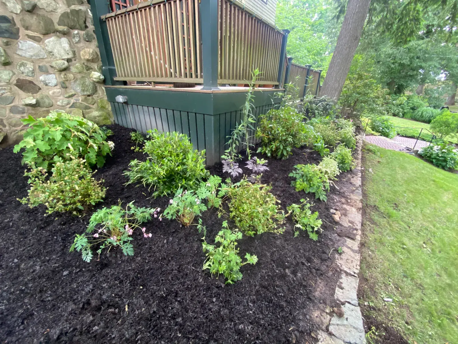 Hardy geraniums establishing in fresh mulch