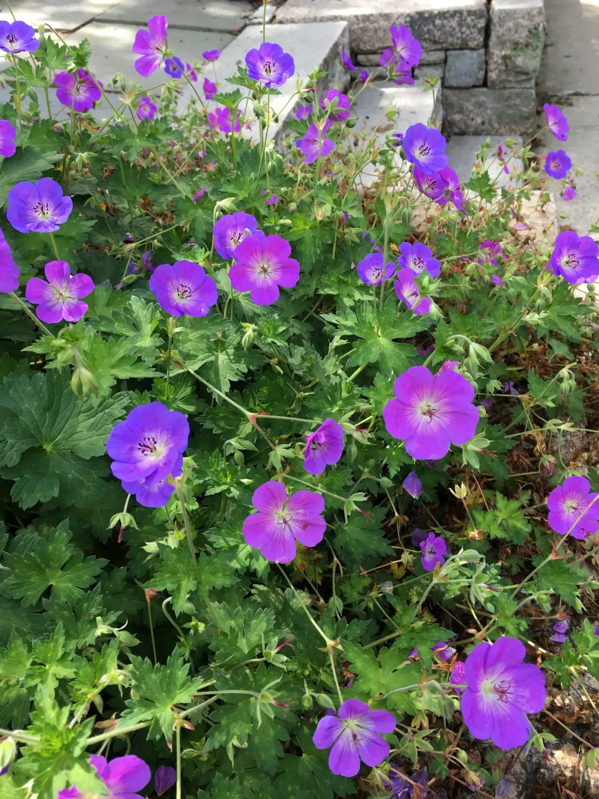 Native hardy geranium in bloom