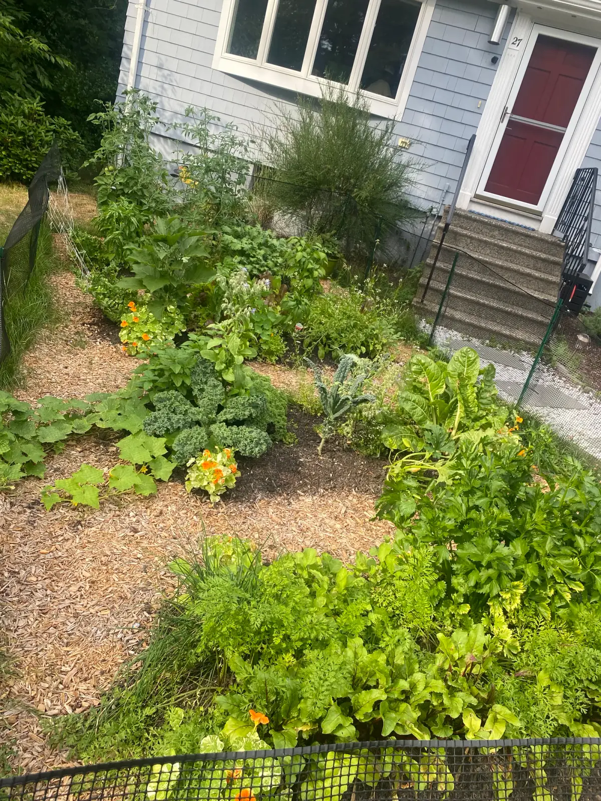 Companion herbs and vegetables