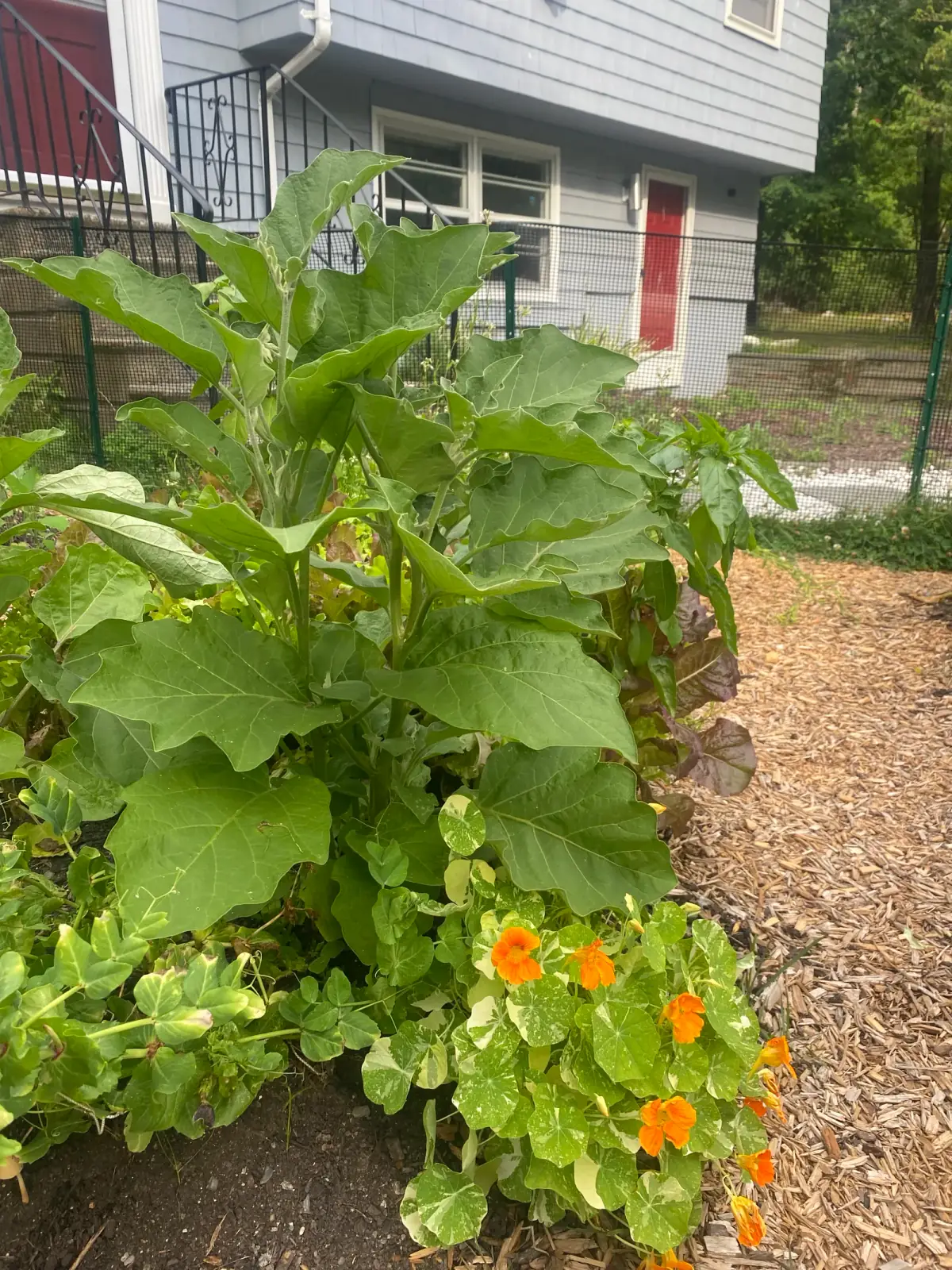 Kitchen garden detail