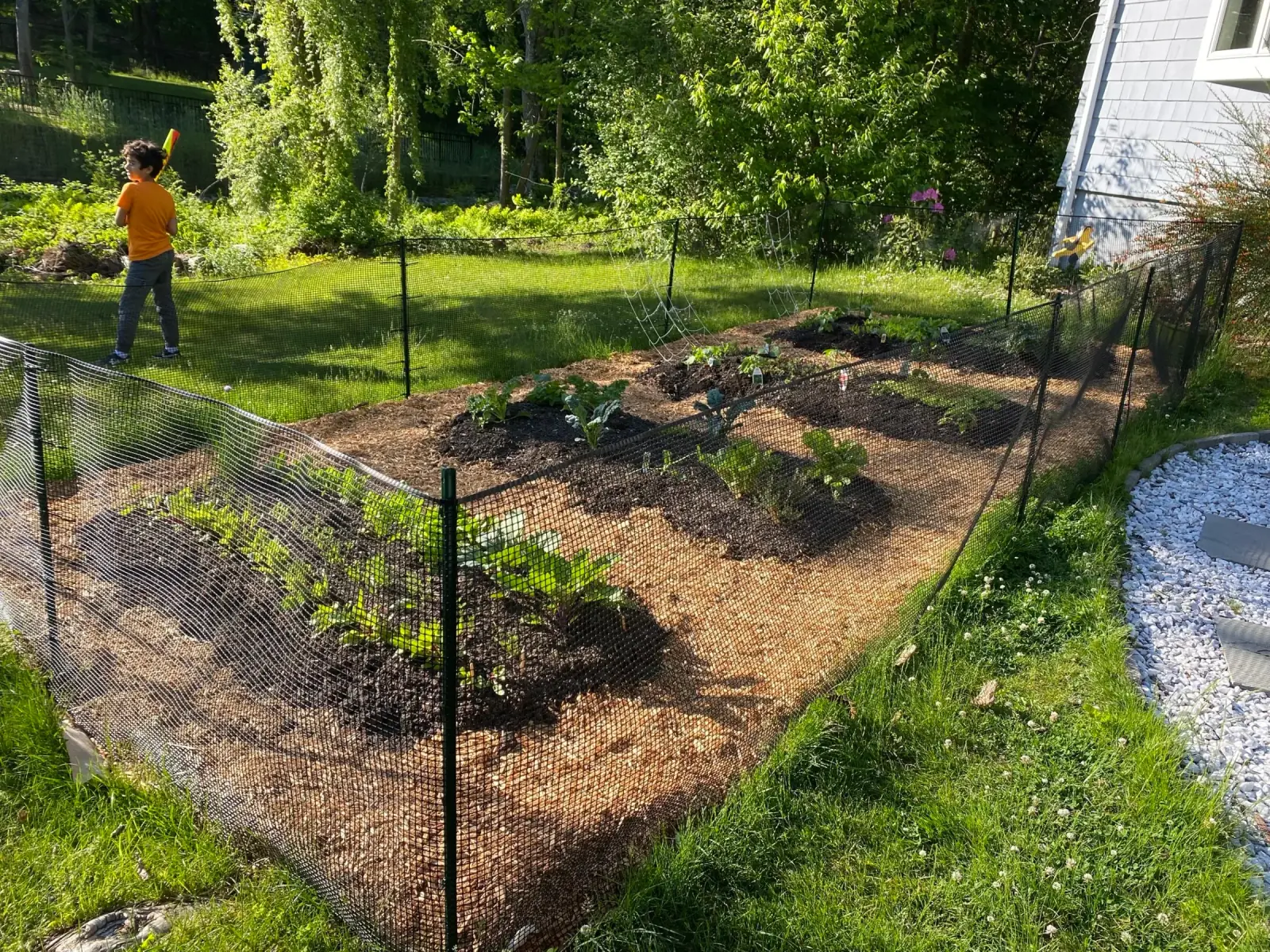 Lexington vegetable garden in production
