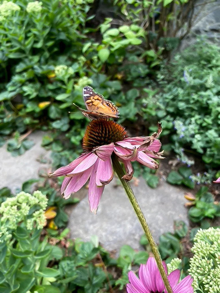 An American lady butterfly on a purple coneflower beside a garden path