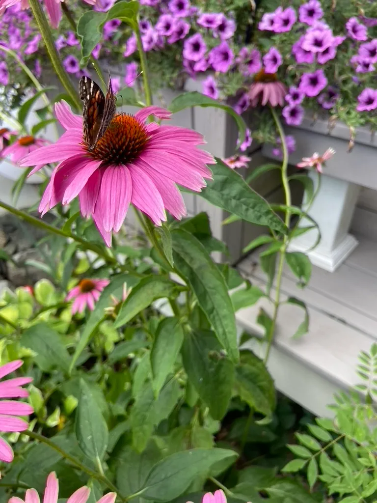 An American lady butterfly feeding on a pink coneflower, with purple petunias spilling from a window box behind