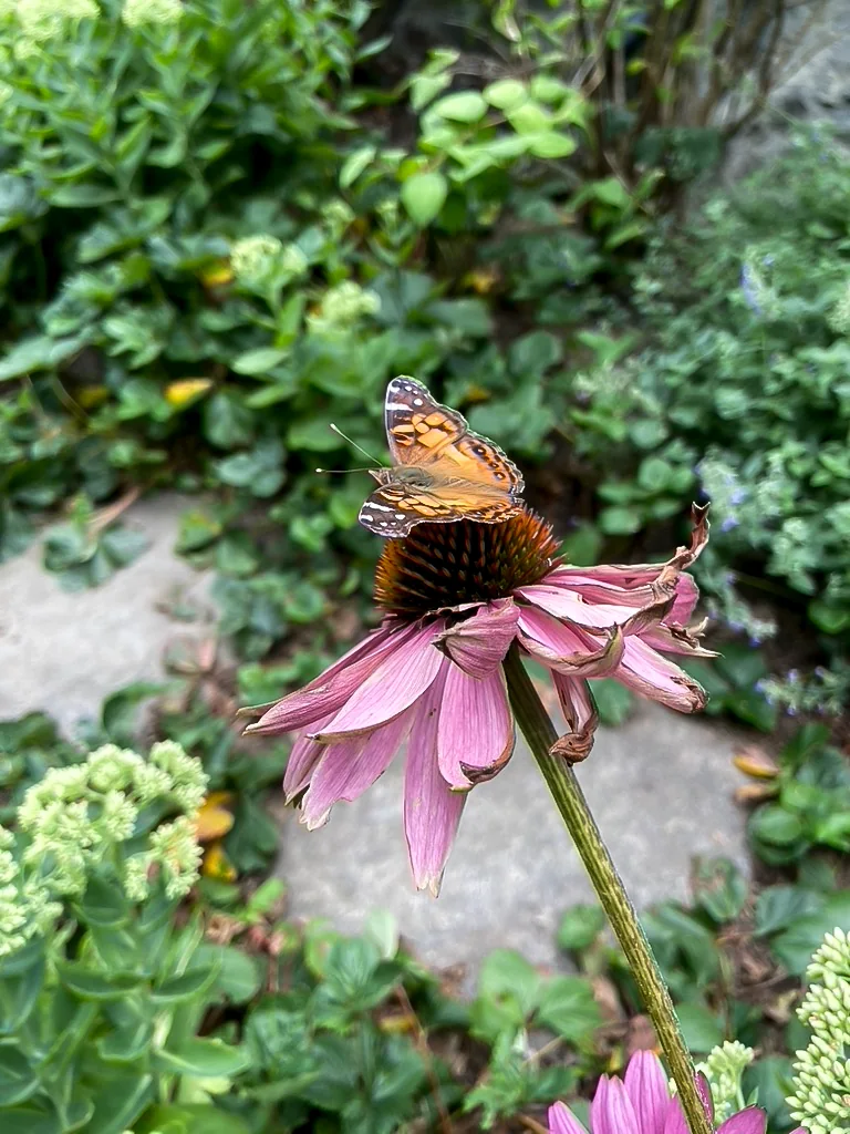 A lady butterfly on a purple coneflower beside a garden path