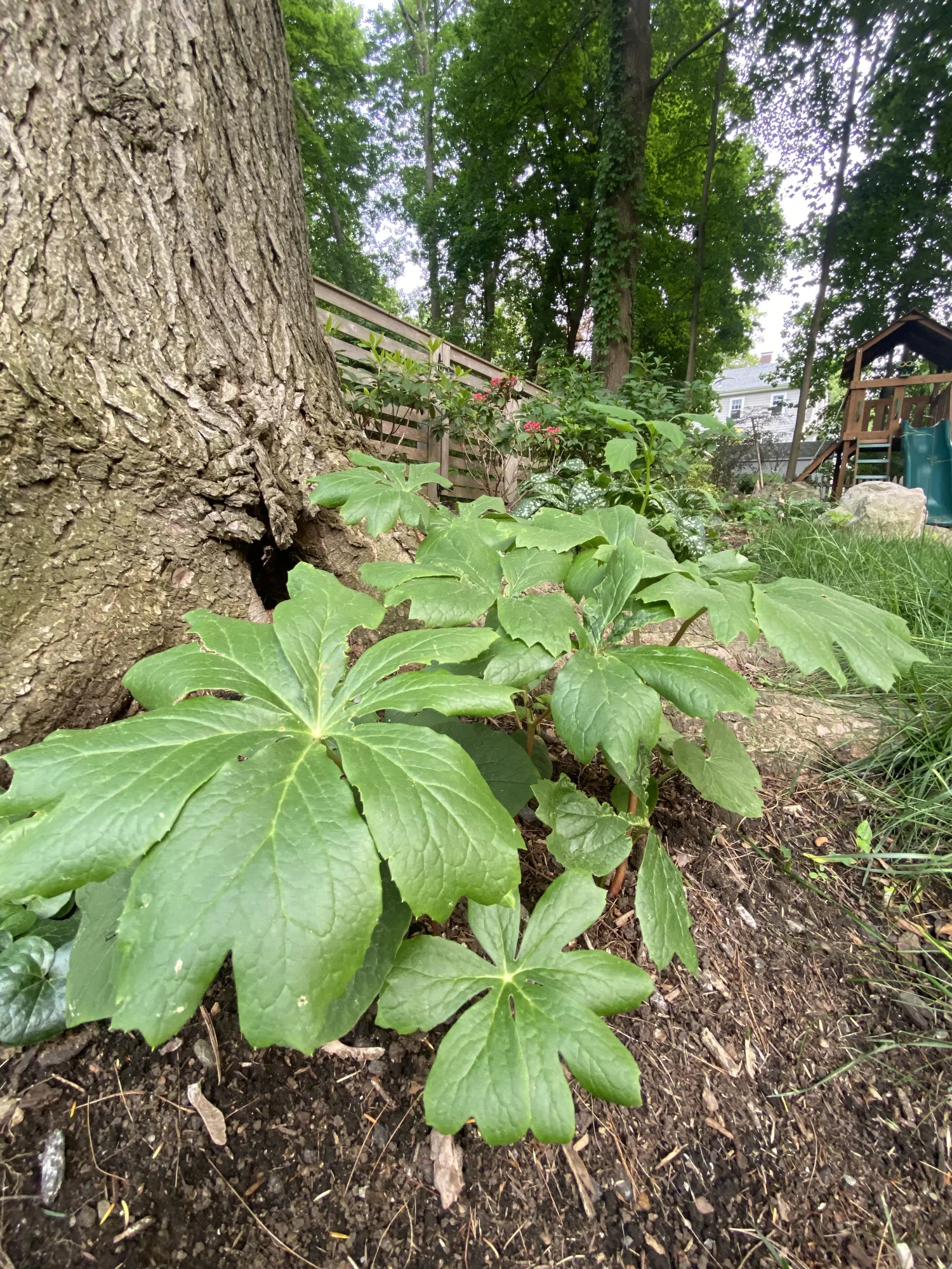 Mayapple with umbrella-like leaves at the base of a tree