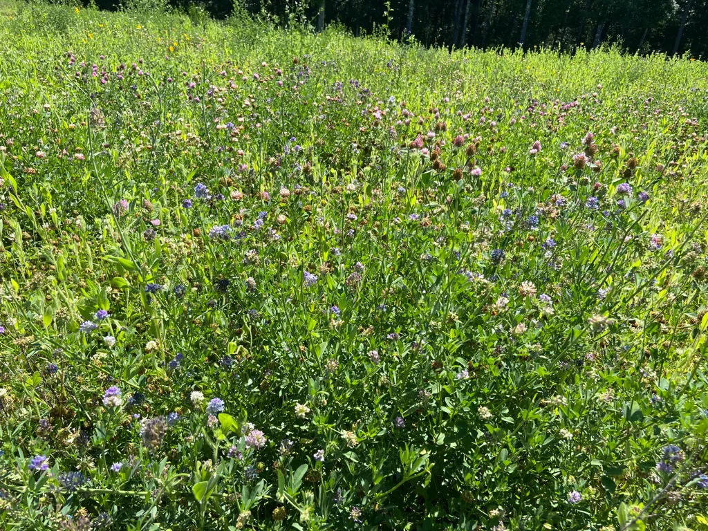 Meadow in peak bloom