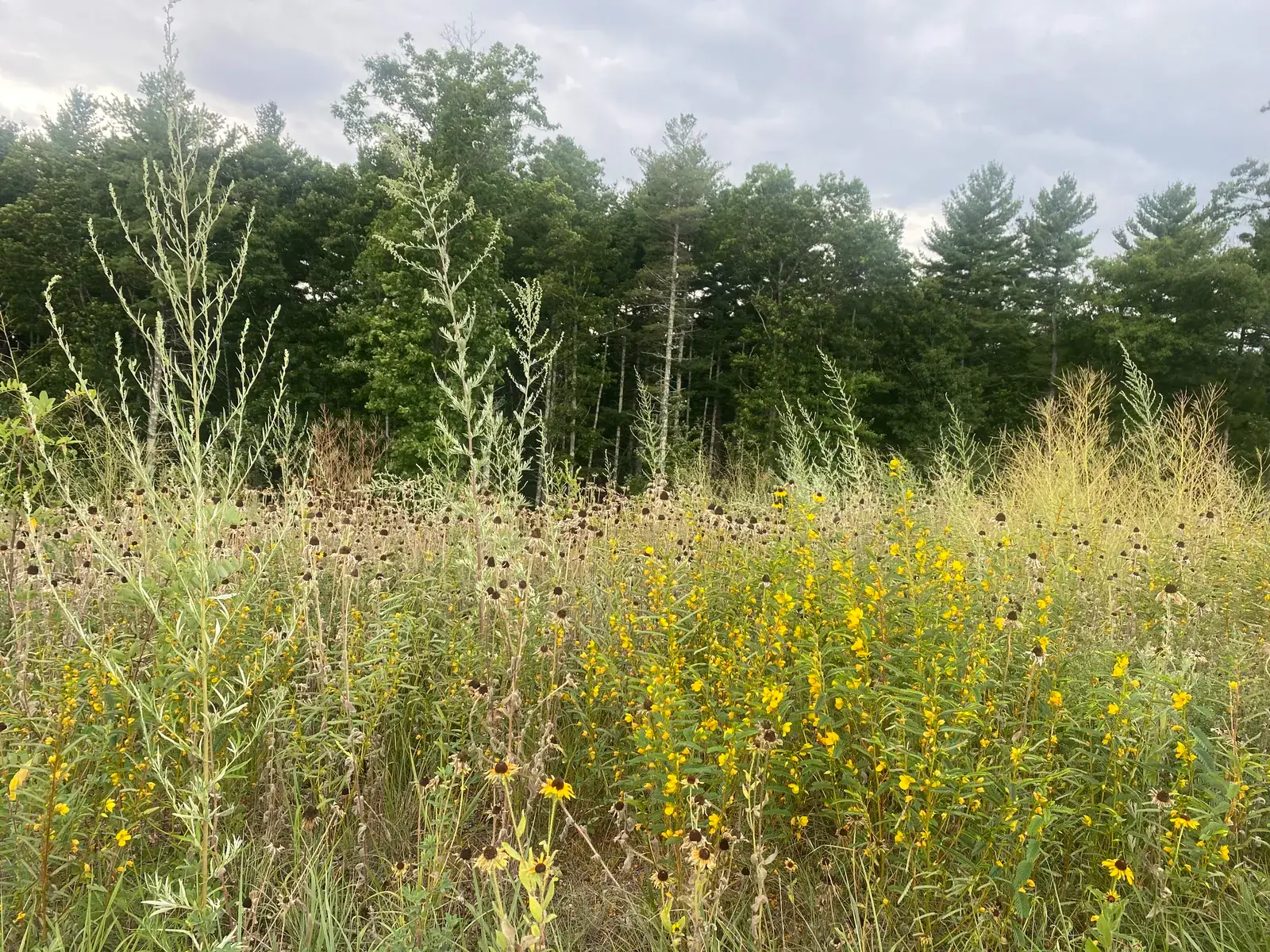 Native grasses and wildflowers establishing