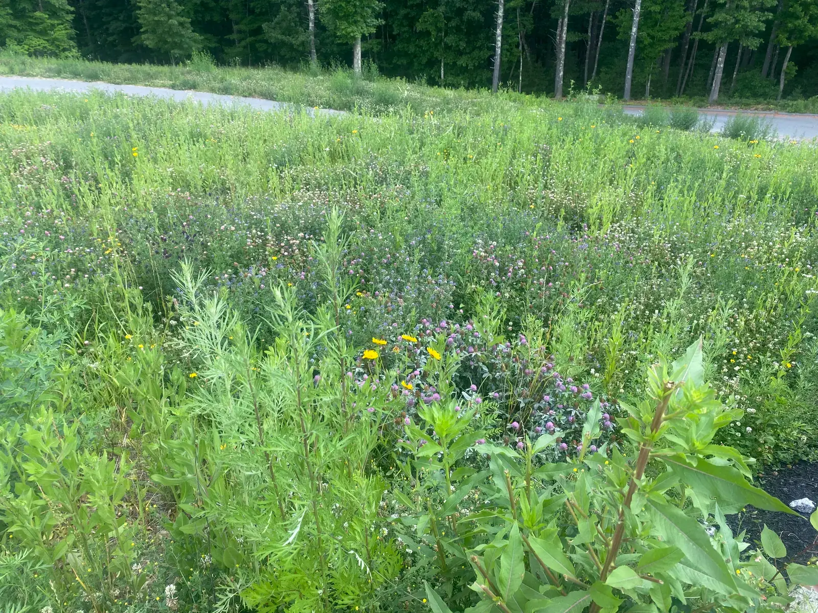 Meadow detail with seasonal interest
