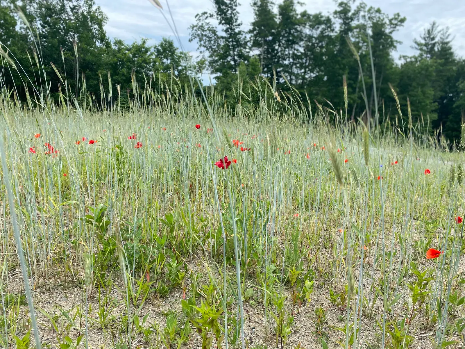 Meadow edge in late summer