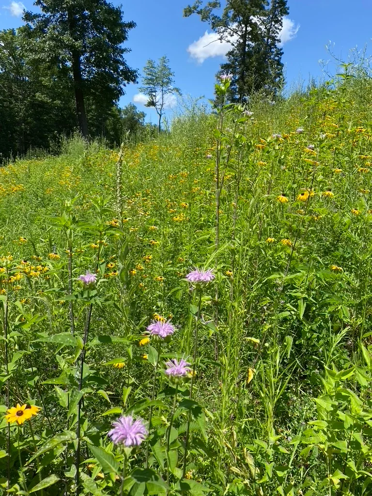 Rudbeckia meadow in full bloom