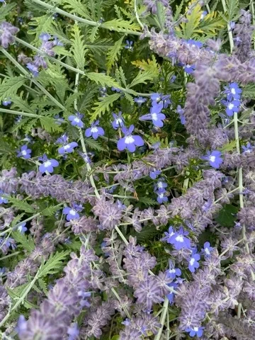 Blue lobelia threading through silver artemisia