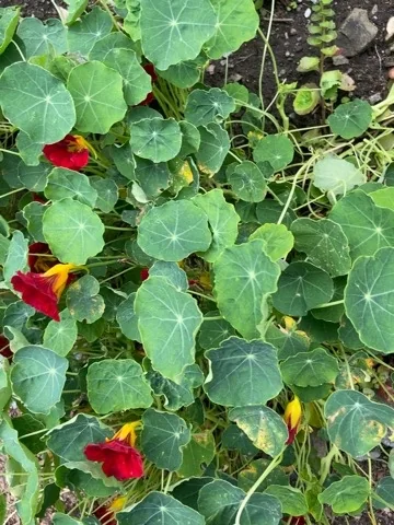 Nasturtiums in red and yellow among their round leaves
