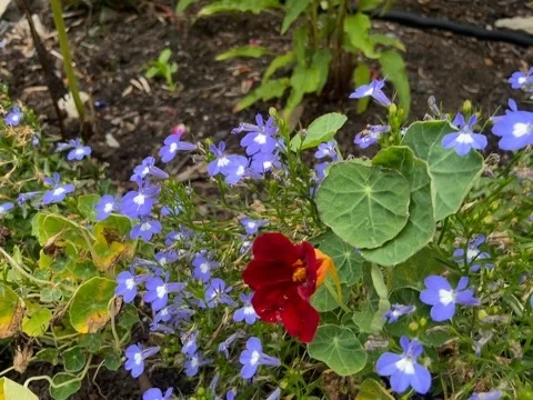 A red nasturtium among blue lobelia