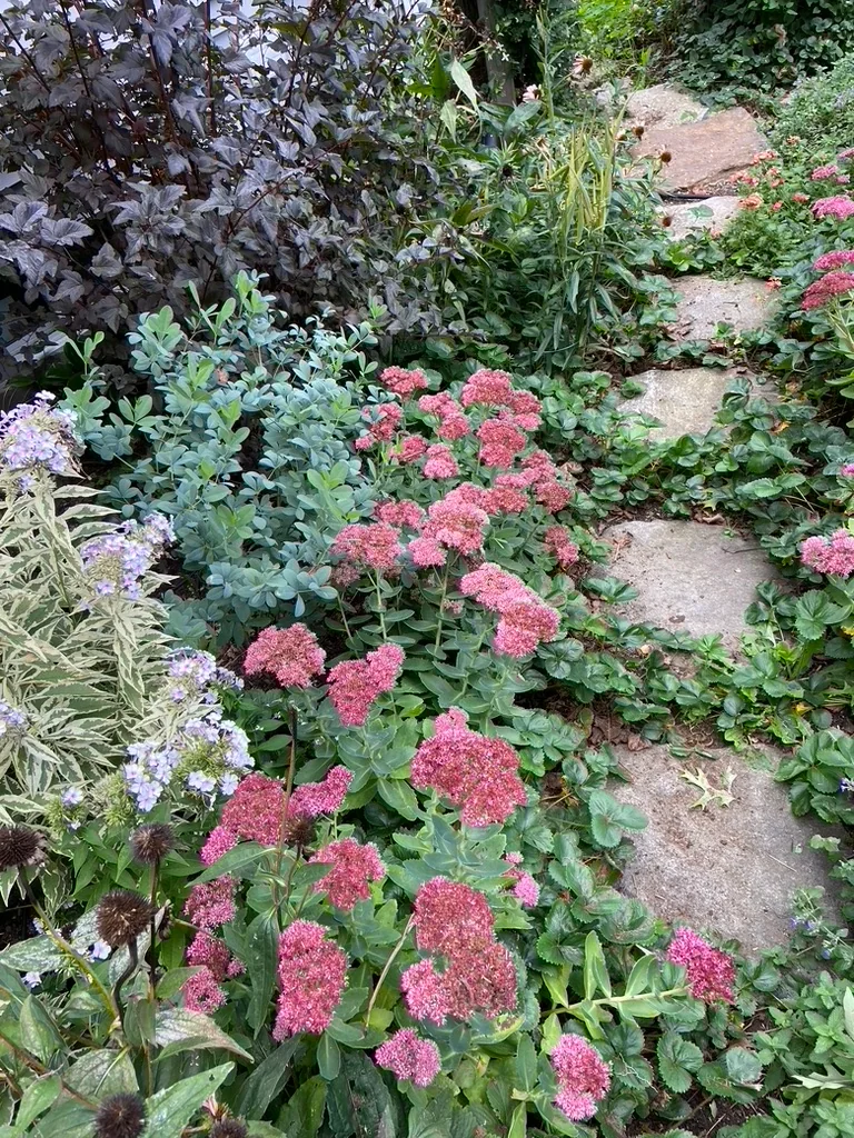 Sedum and phlox spilling onto the stone path beside dark ninebark