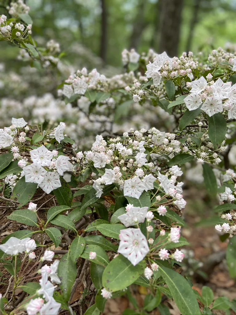 Mountain laurel in white and pink bloom