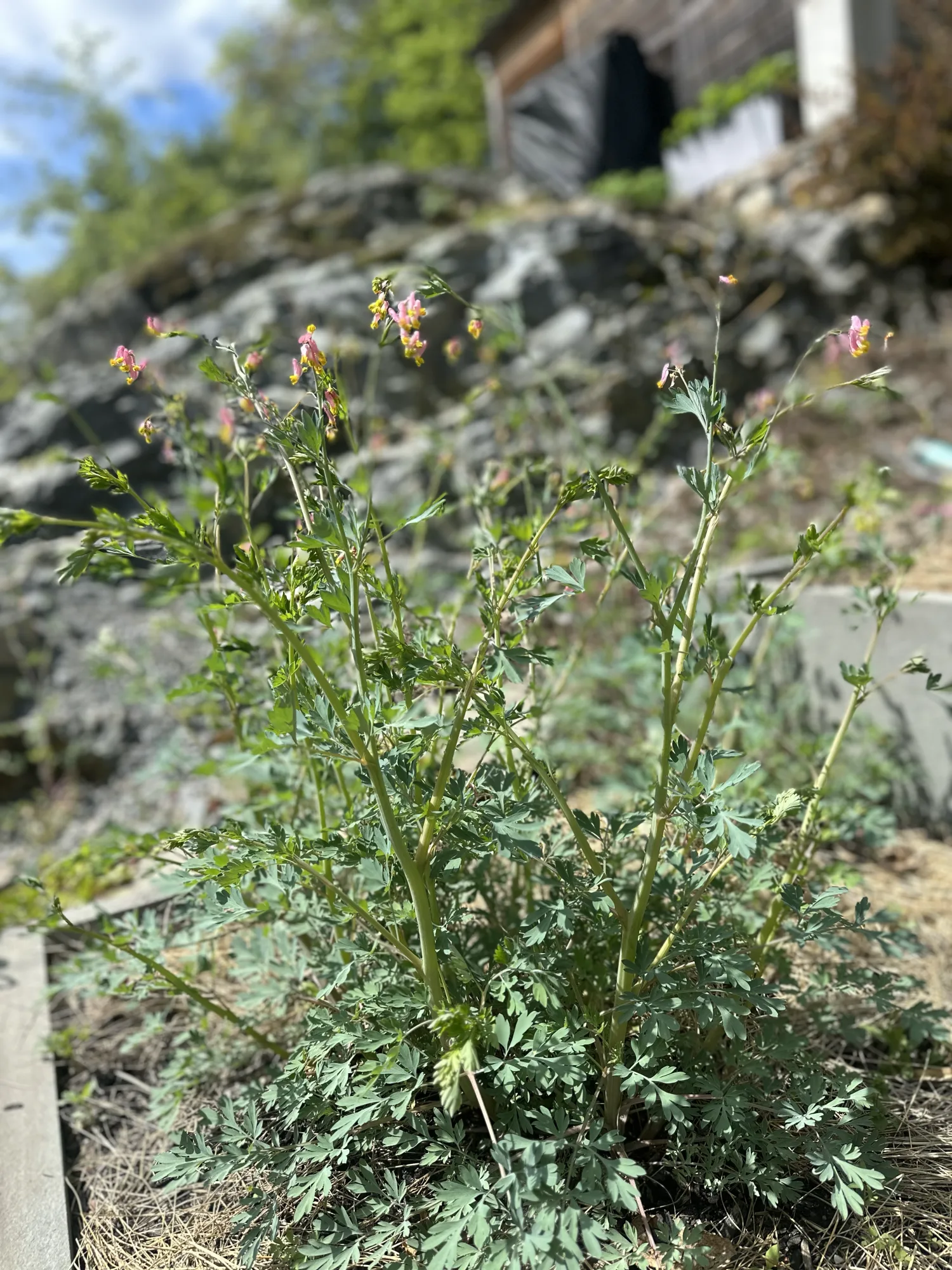 Pink corydalis blooming among rocks