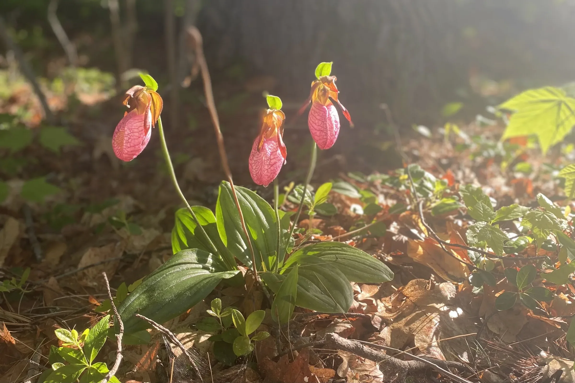 Pink lady's slipper orchids backlit in a woodland