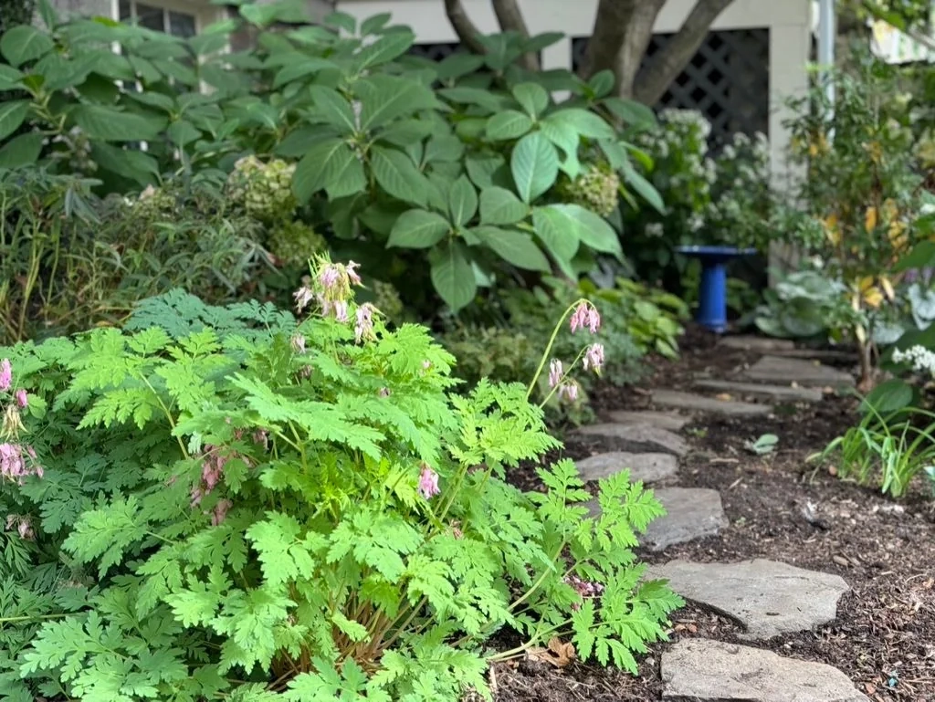 Pollinator garden in bloom
