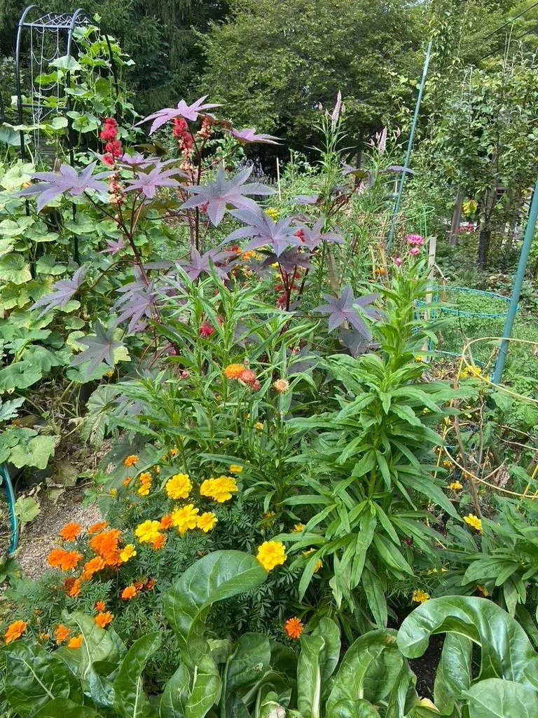 Pollinator garden in bloom