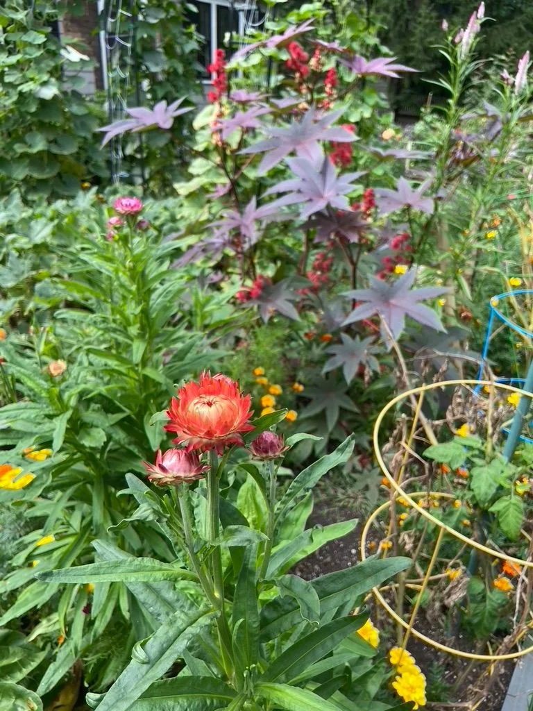 Pollinator garden in bloom