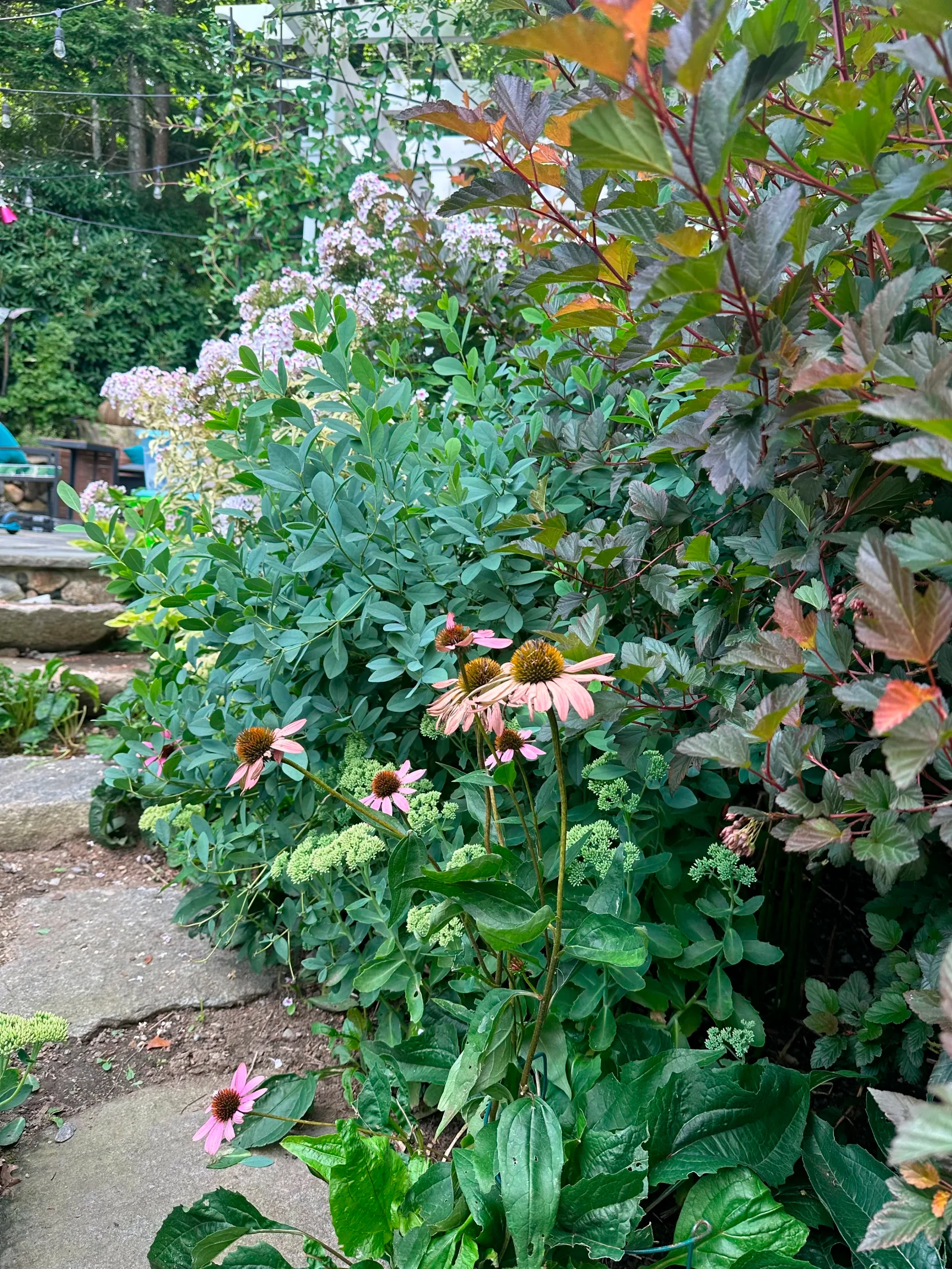 Pollinator garden in bloom