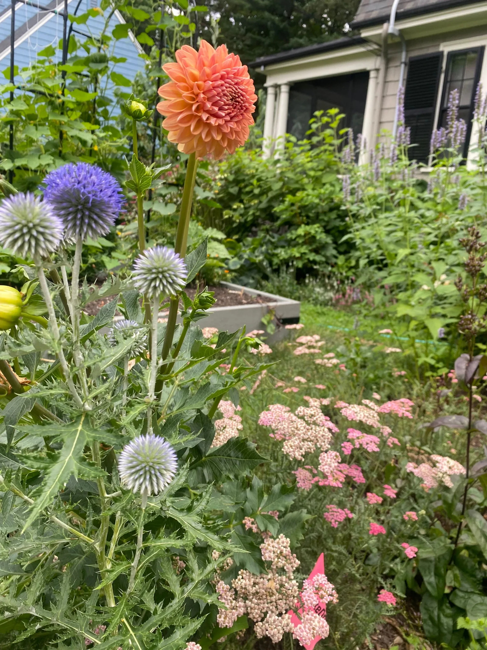 Pollinator garden in bloom