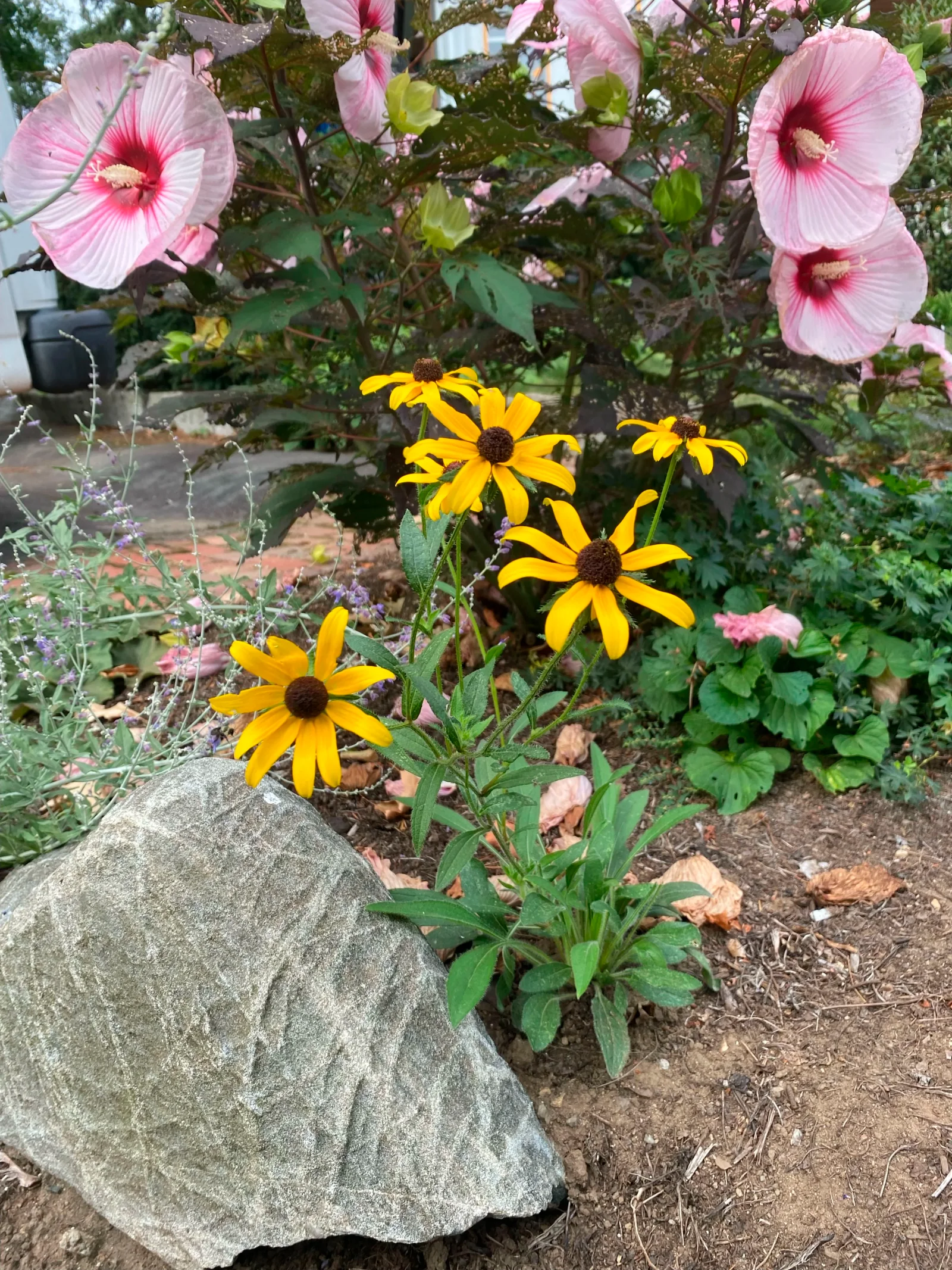 Pollinator garden in bloom