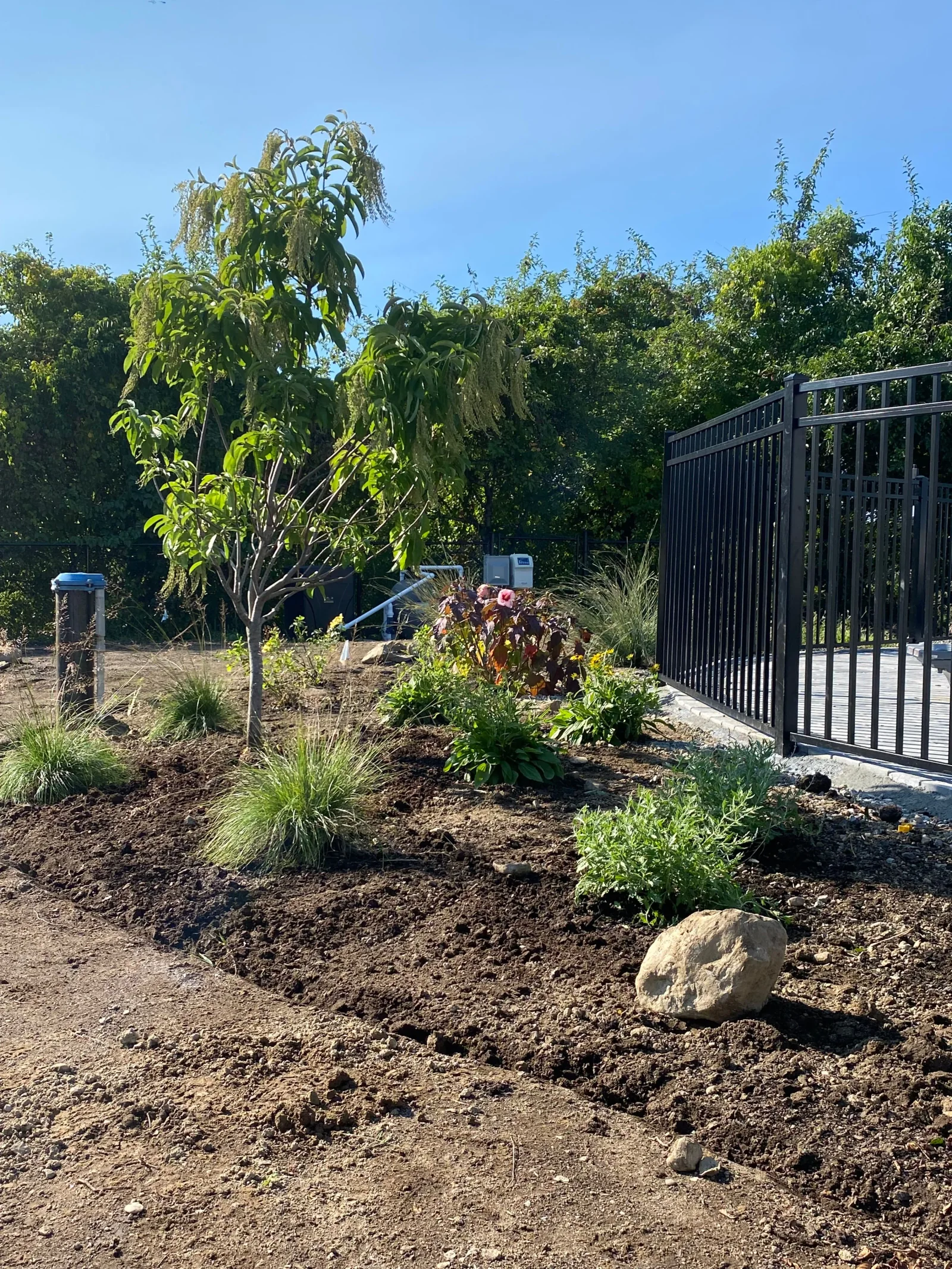 Pollinator garden in bloom