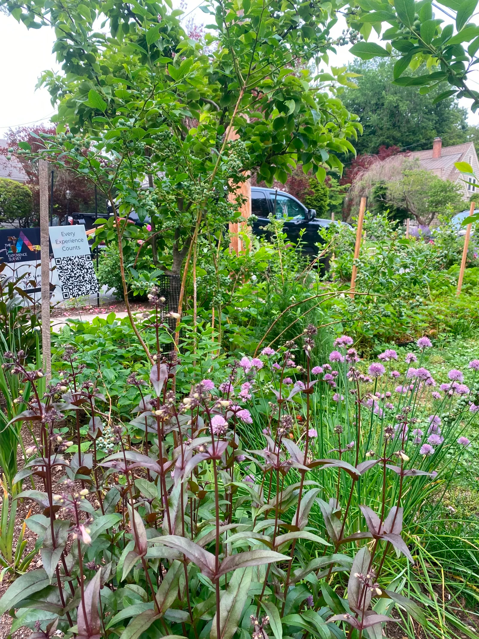Pollinator garden in bloom