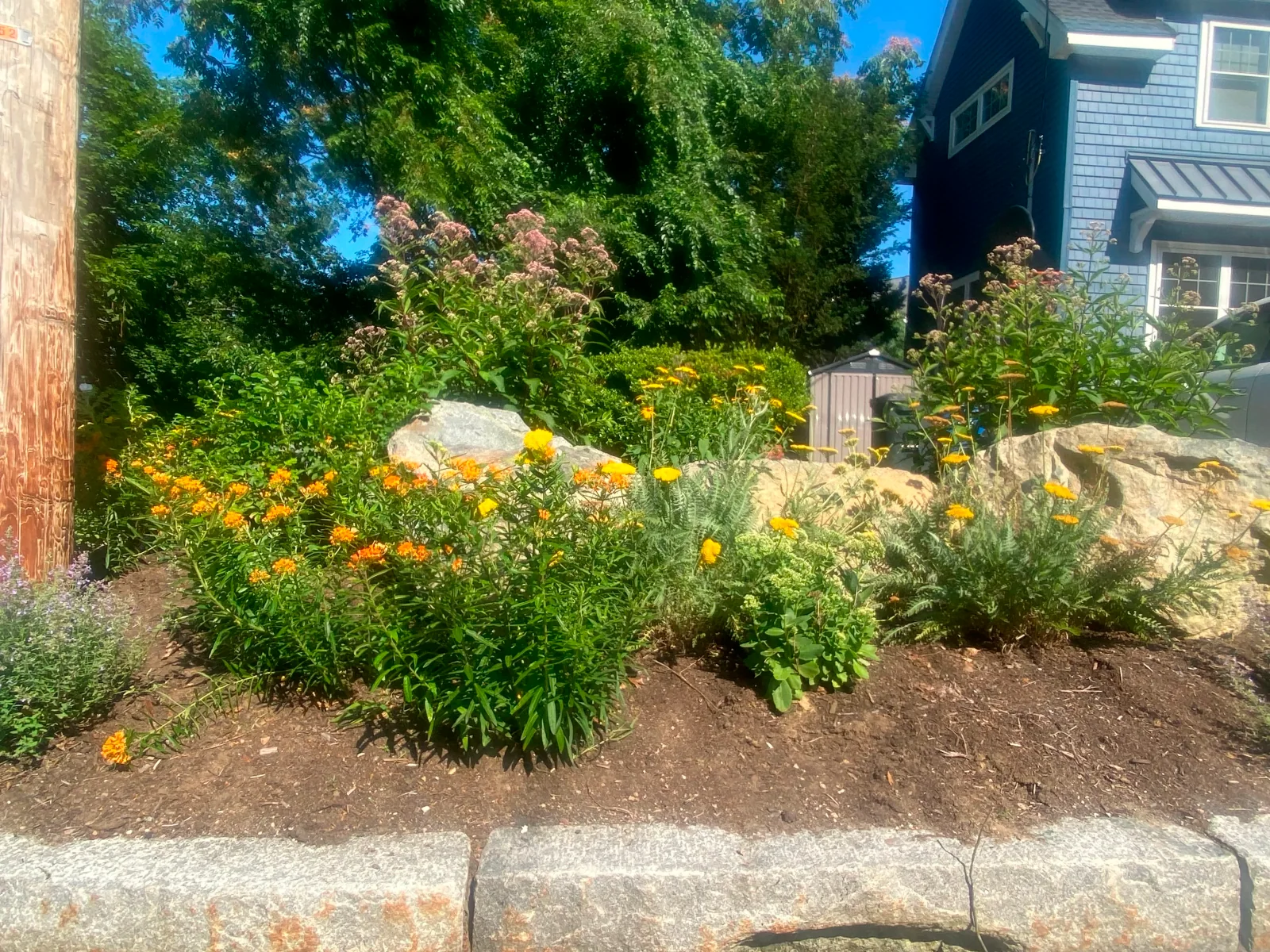 Pollinator garden in bloom