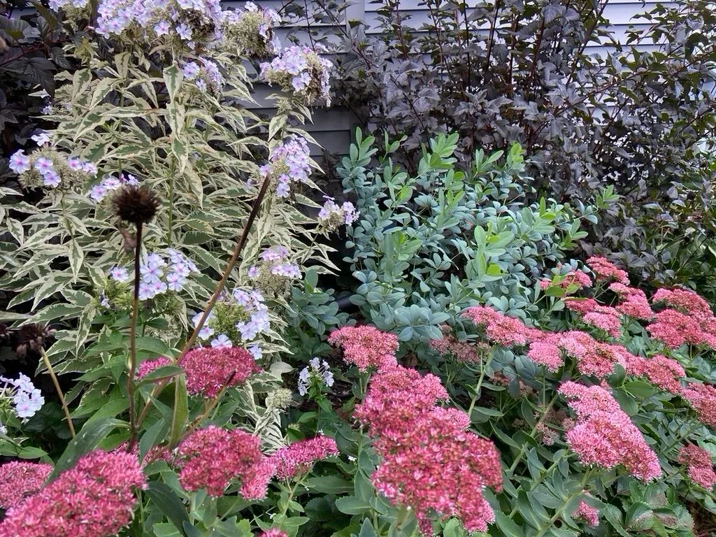 Pollinator garden in bloom