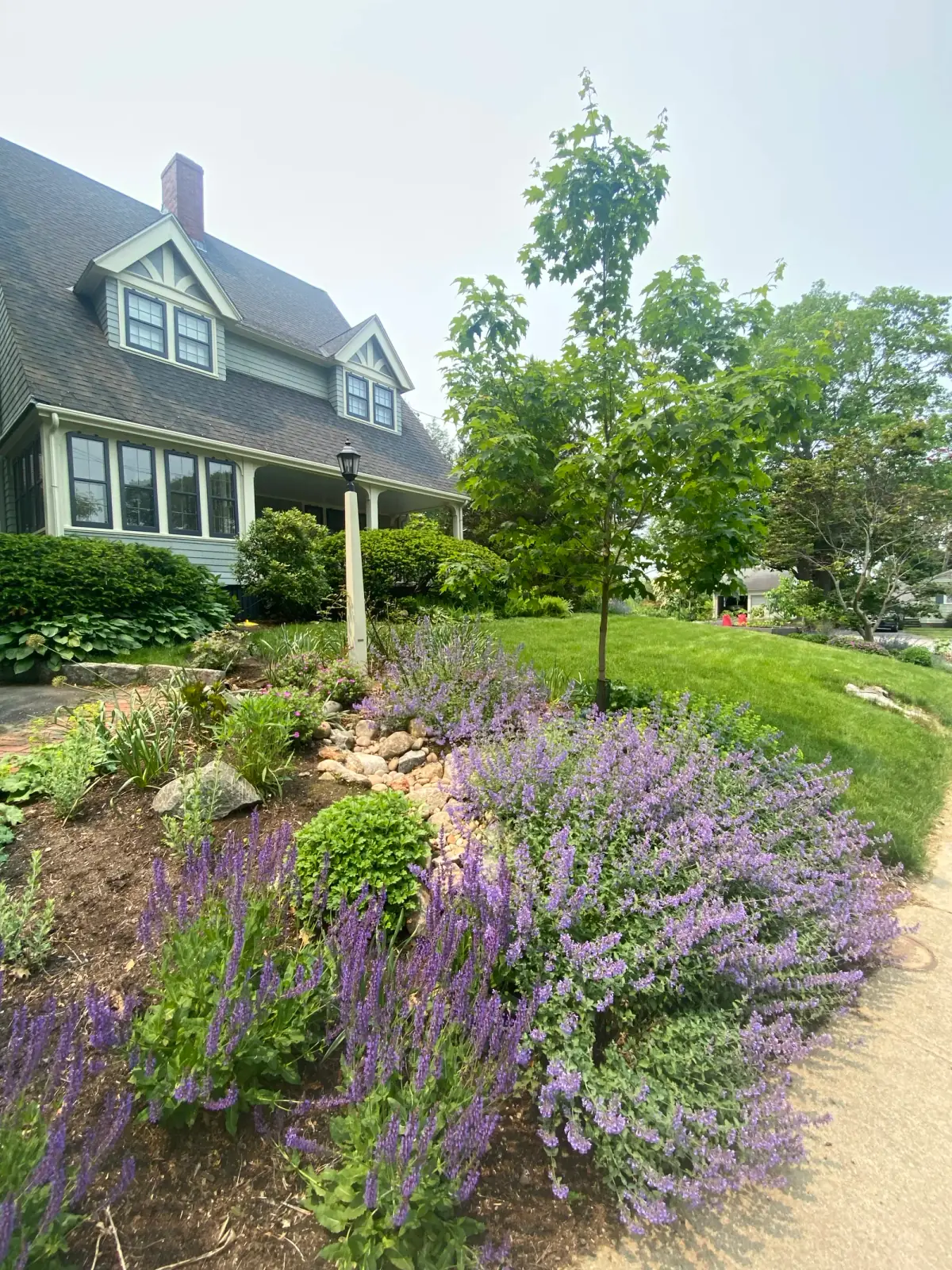 Native moisture-loving plants in the rain garden