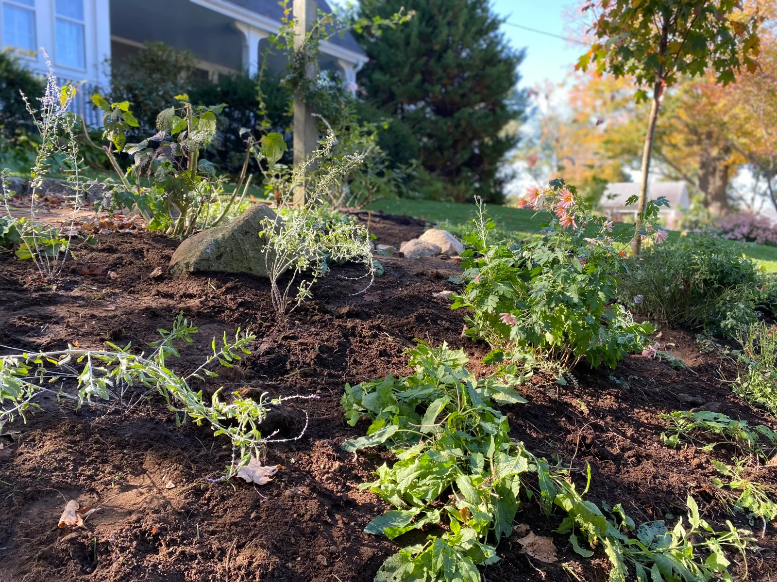 A bioretention rain garden of native plantings beside a shingled house
