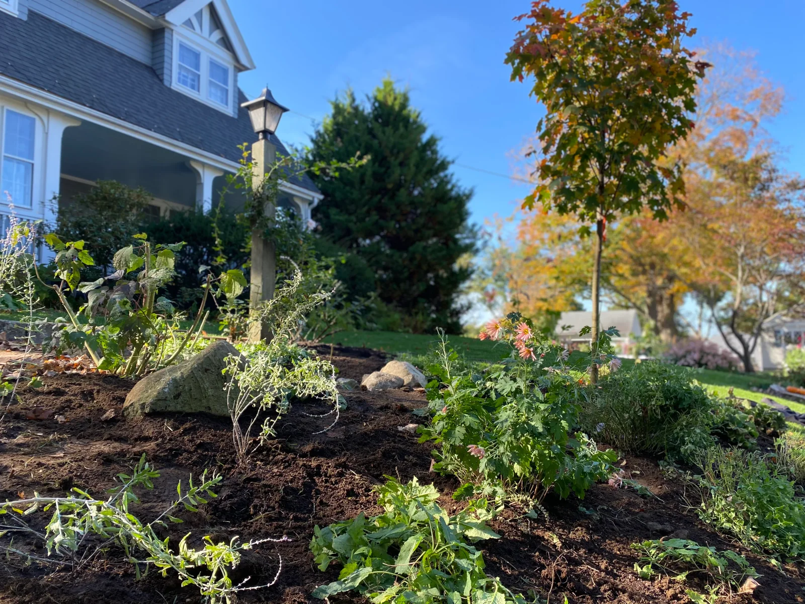 A bioretention rain garden of native plantings beside a shingled house
