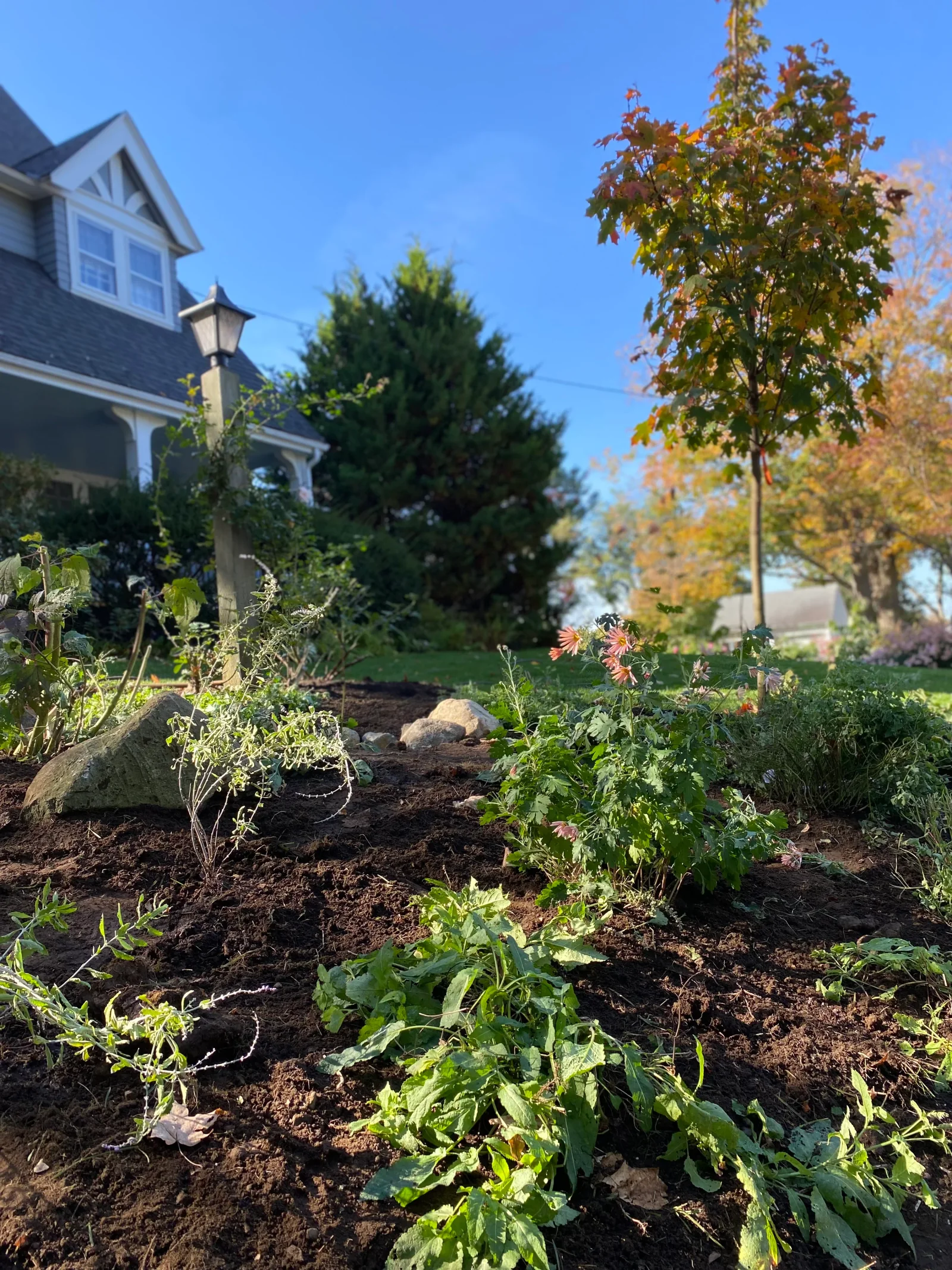 A bioretention rain garden of native plantings beside a shingled house