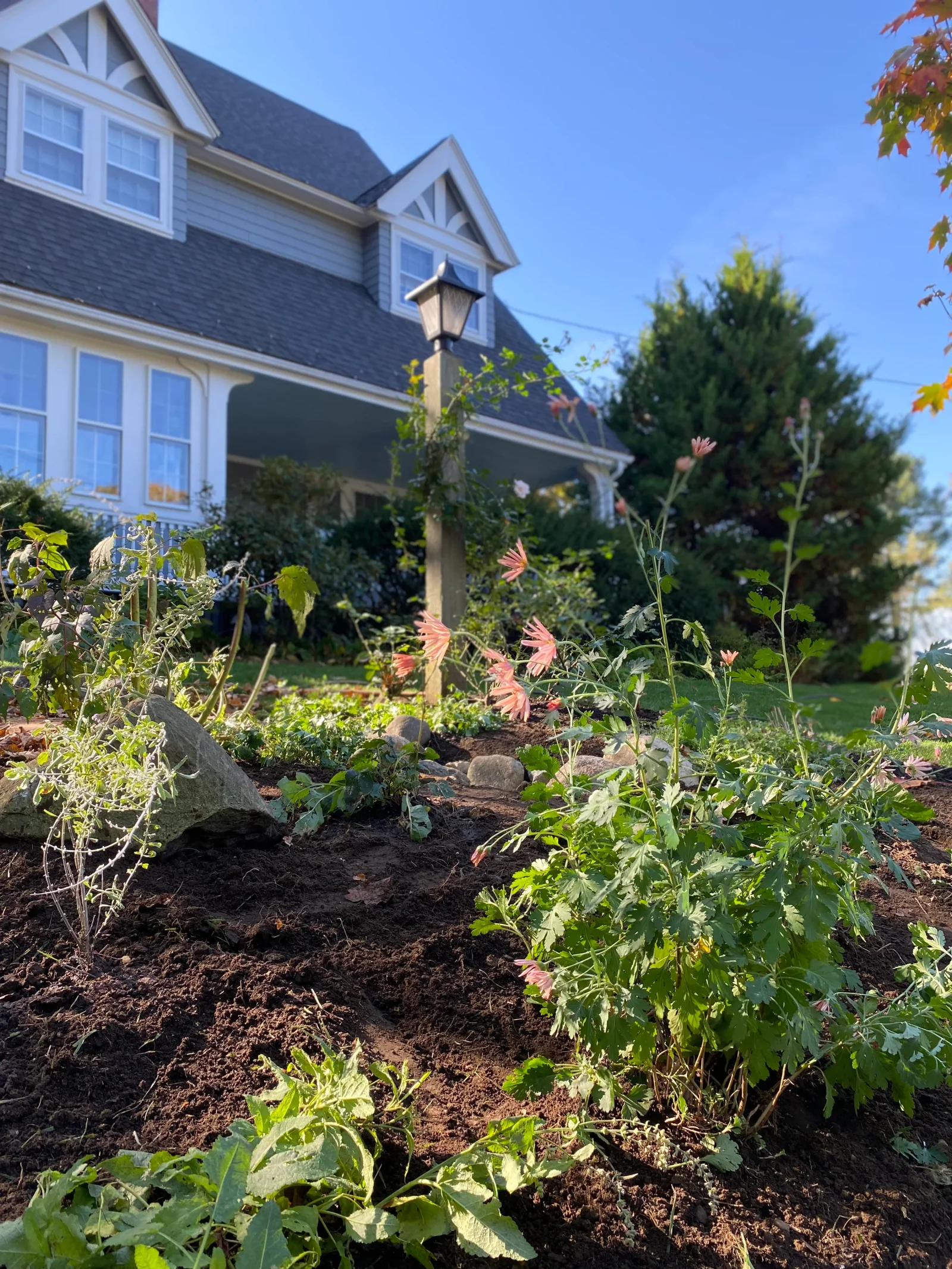A bioretention rain garden of native plantings beside a shingled house