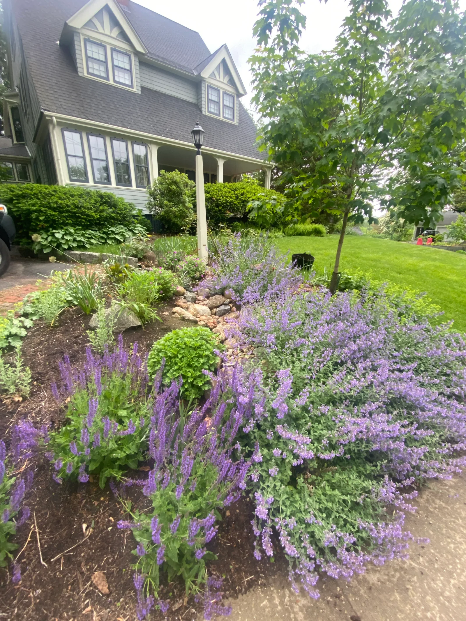 A bioretention rain garden of native plantings beside a shingled house