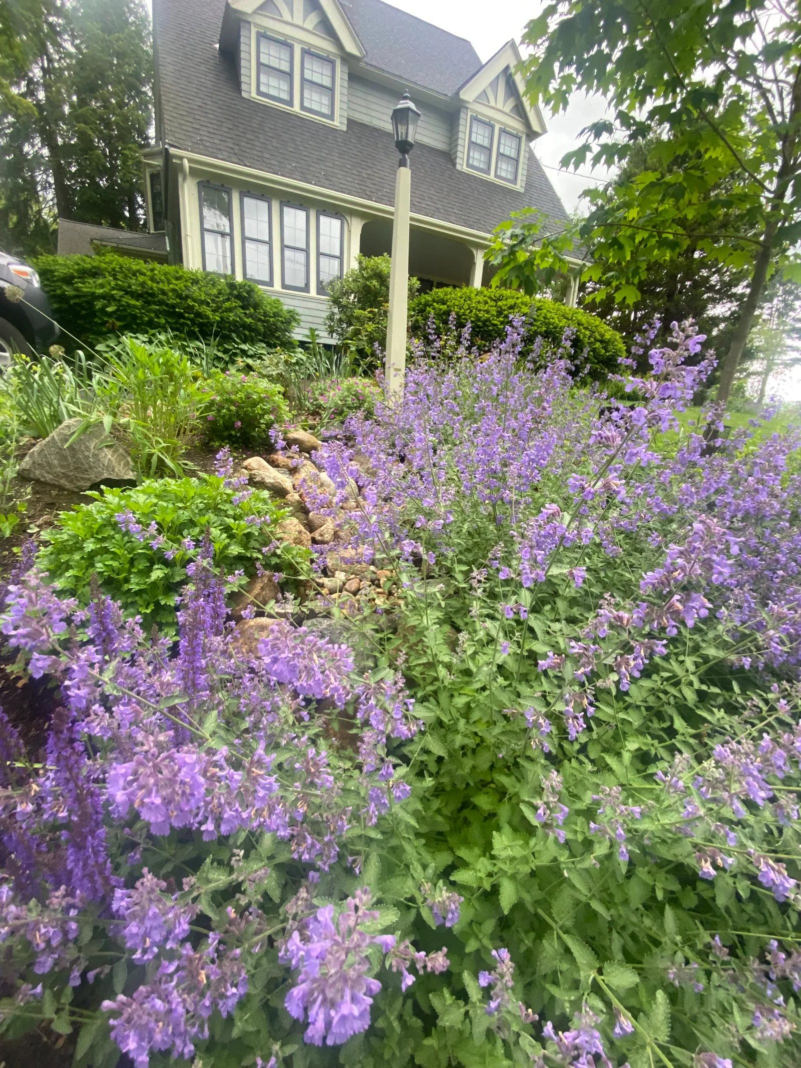 A bioretention rain garden of native plantings beside a shingled house