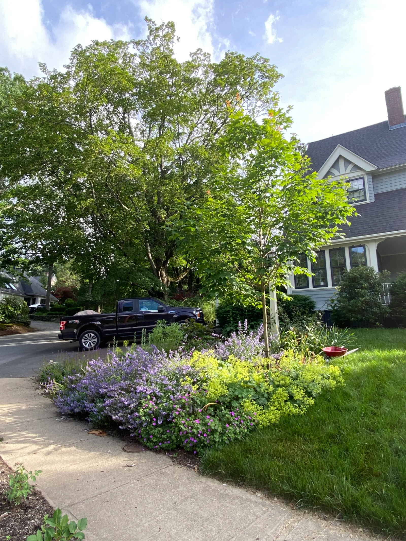 A bioretention rain garden of native plantings beside a shingled house