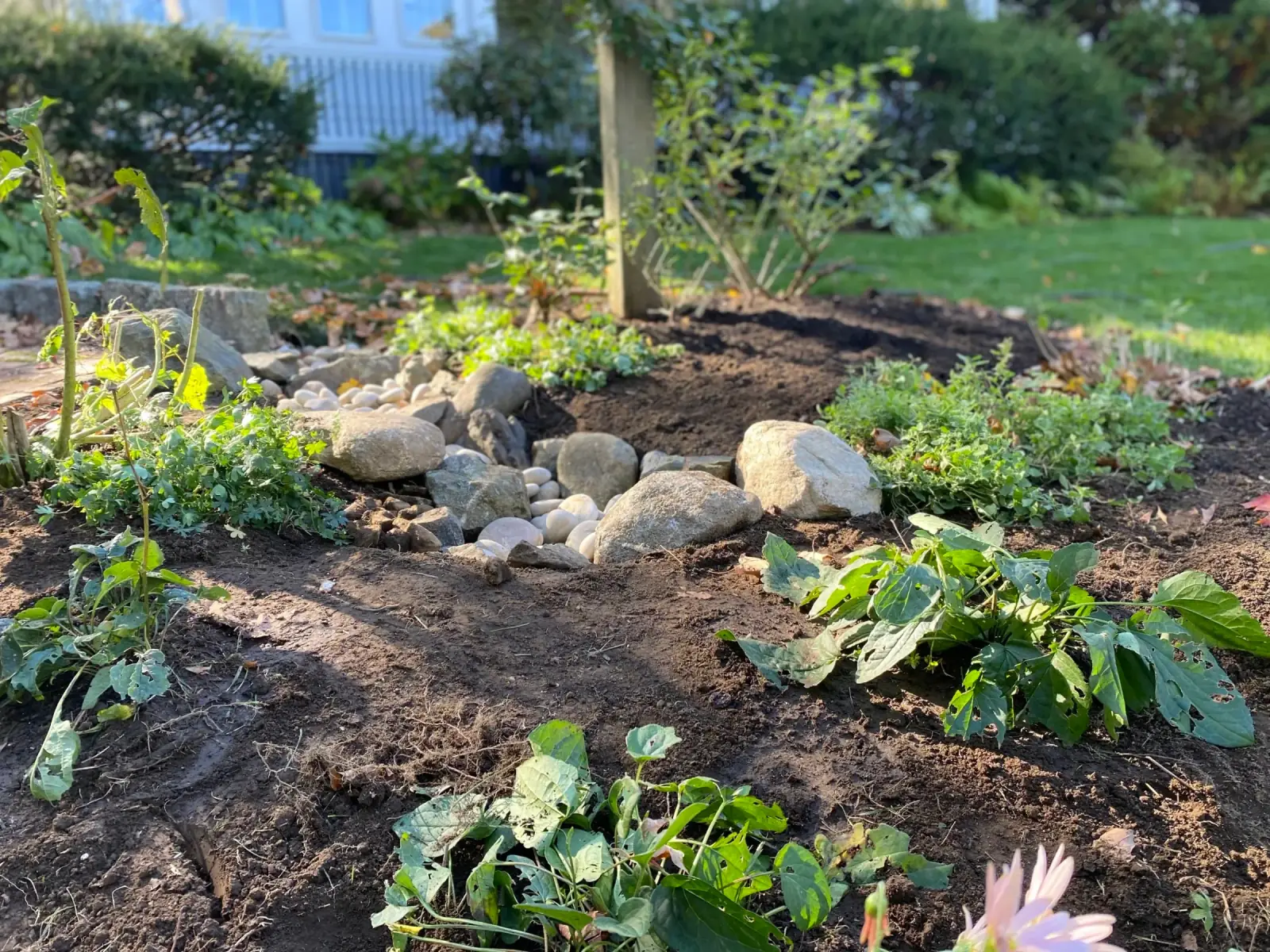 Rain garden installation with native plants