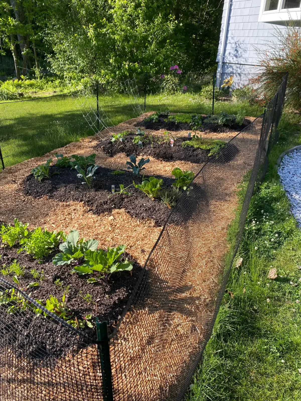 Cedar raised beds in production