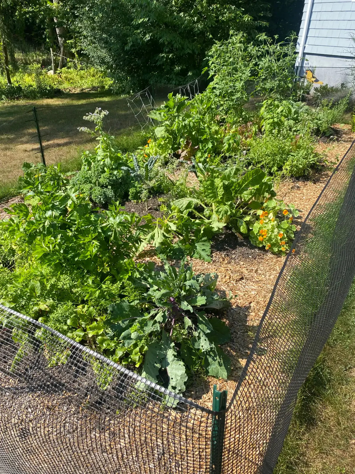 Detail of raised bed planting
