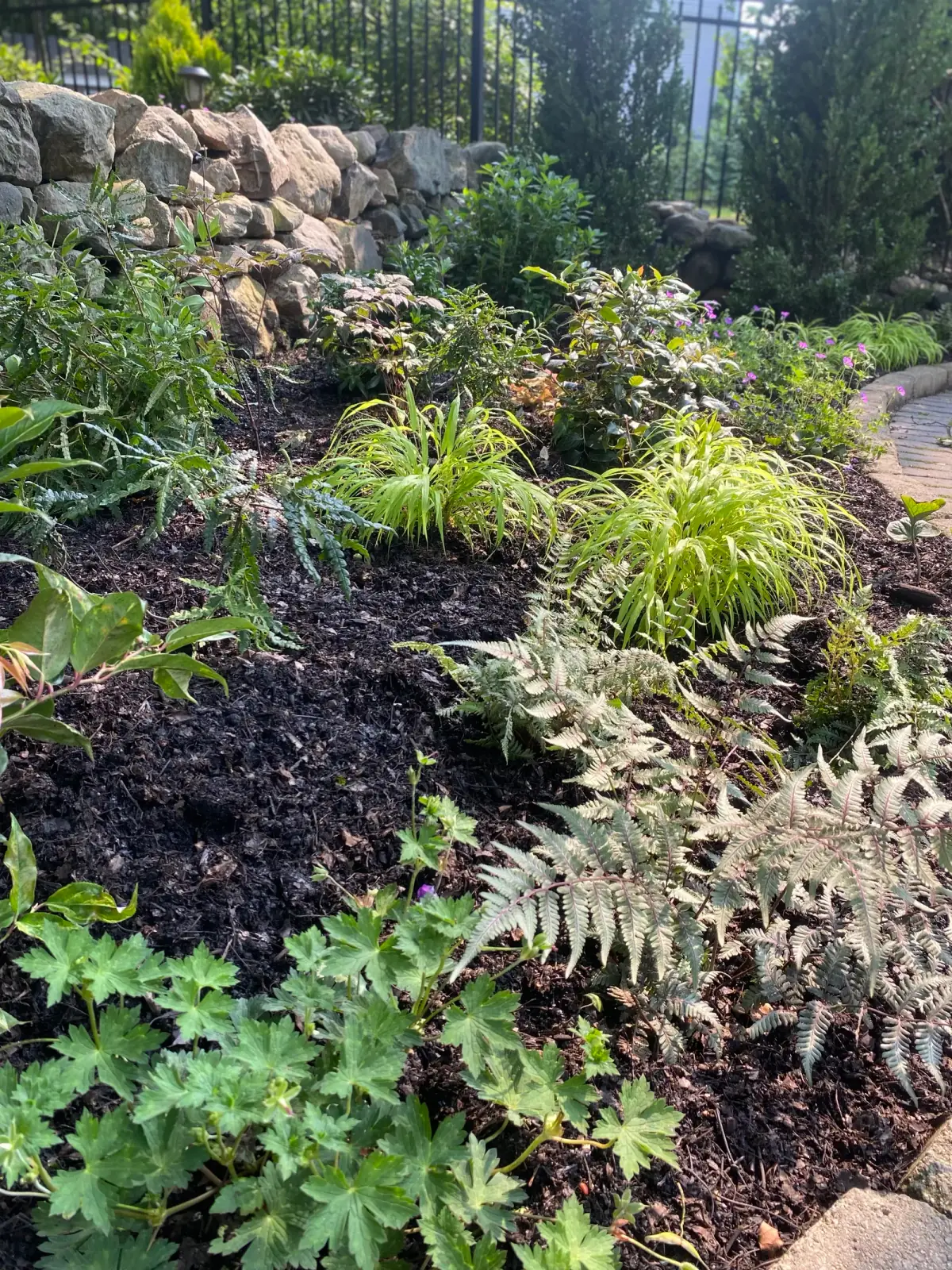 Native ferns and groundcovers establishing