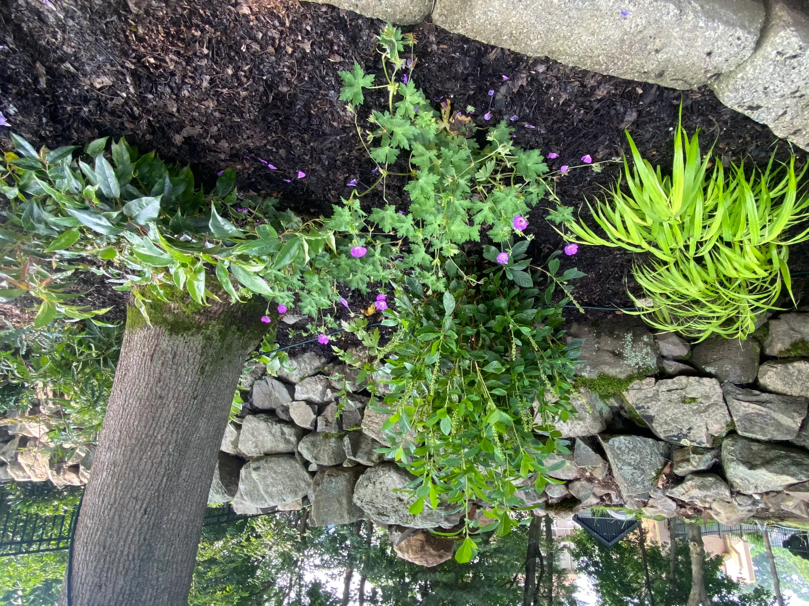 A shaded garden of ferns and native groundcovers along a fieldstone wall and brick path