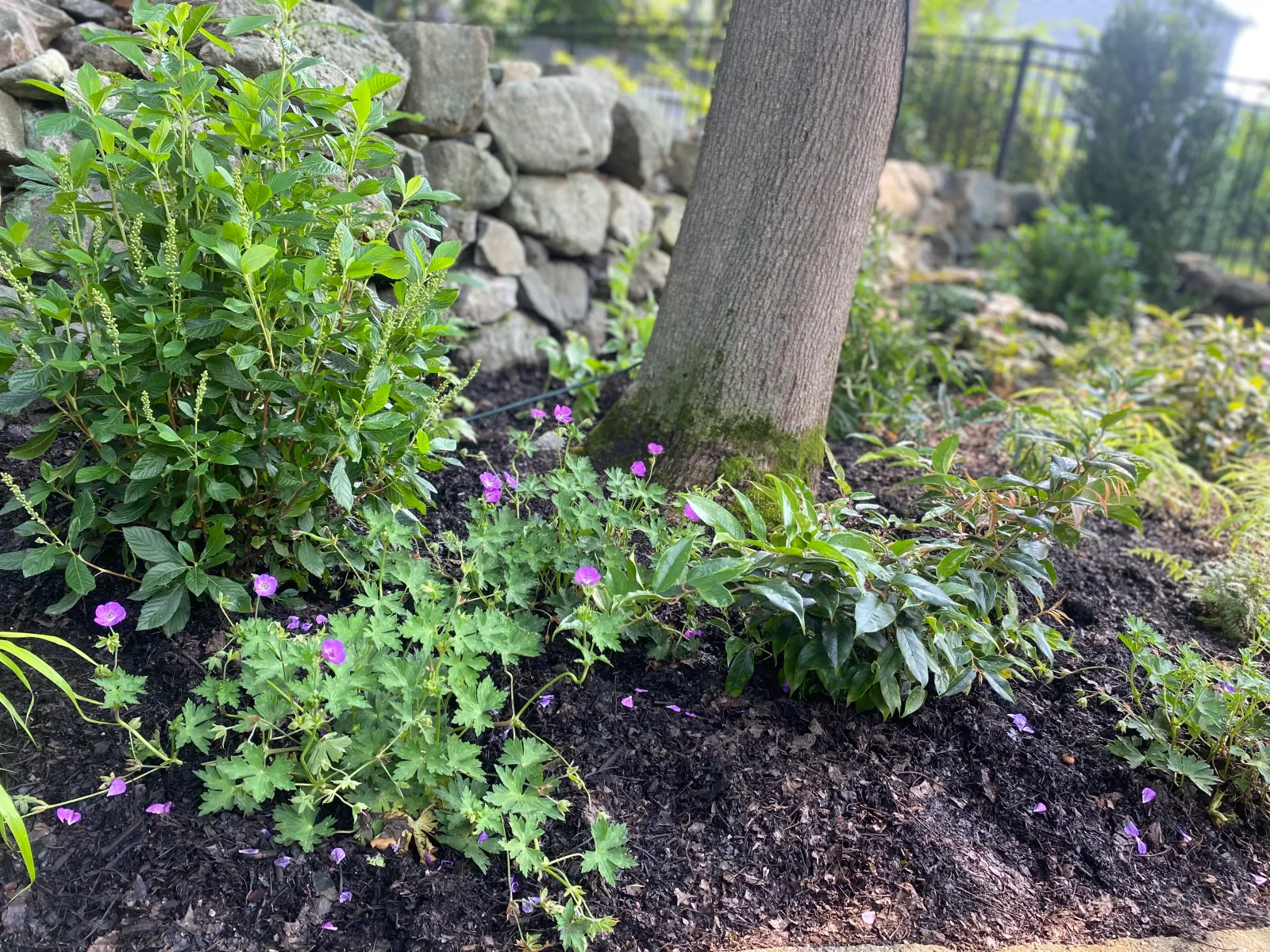 A shaded garden of ferns and native groundcovers along a fieldstone wall and brick path