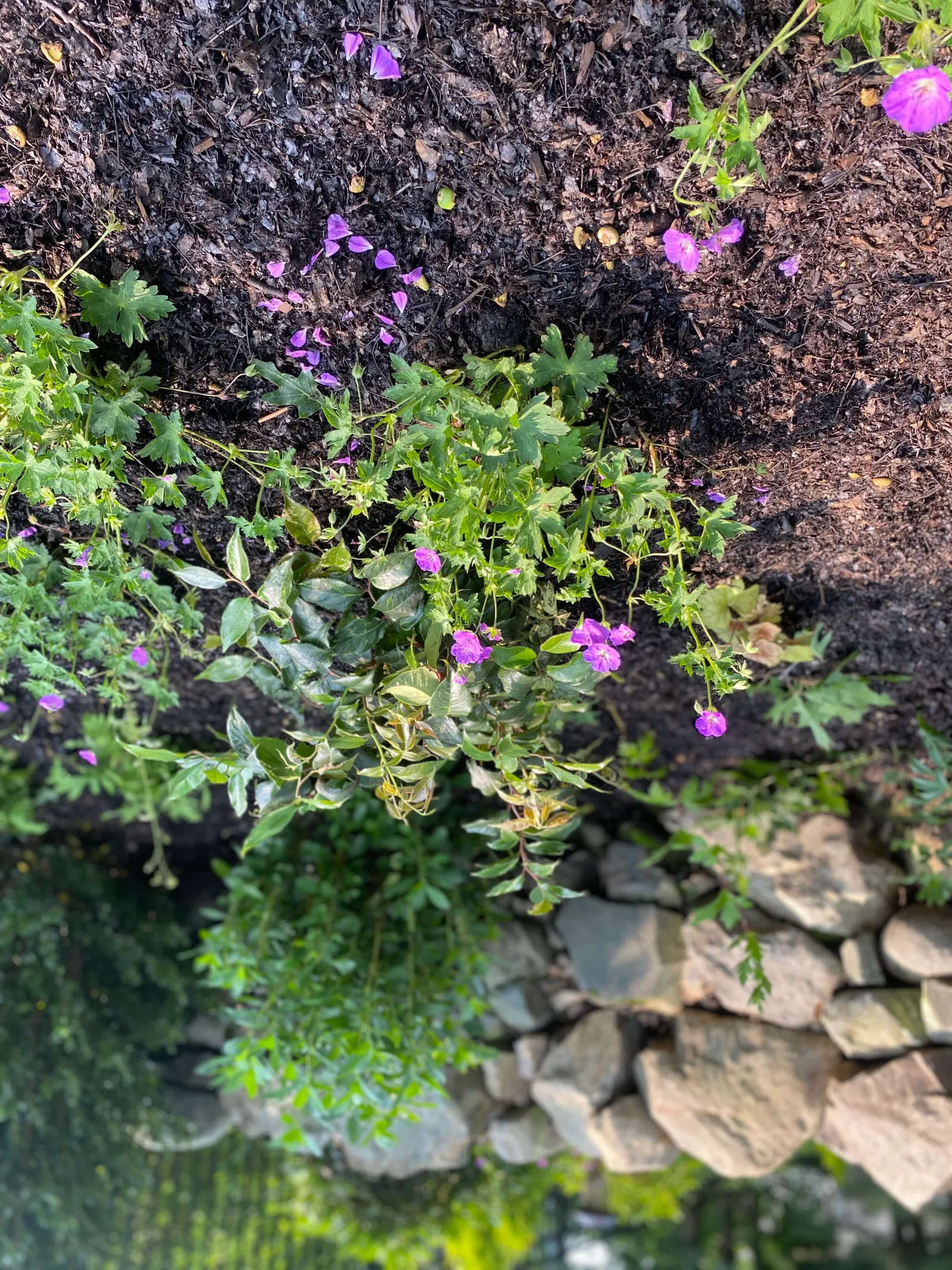 A shaded garden of ferns and native groundcovers along a fieldstone wall and brick path