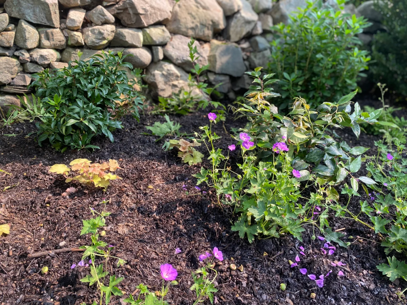 A shaded garden of ferns and native groundcovers along a fieldstone wall and brick path