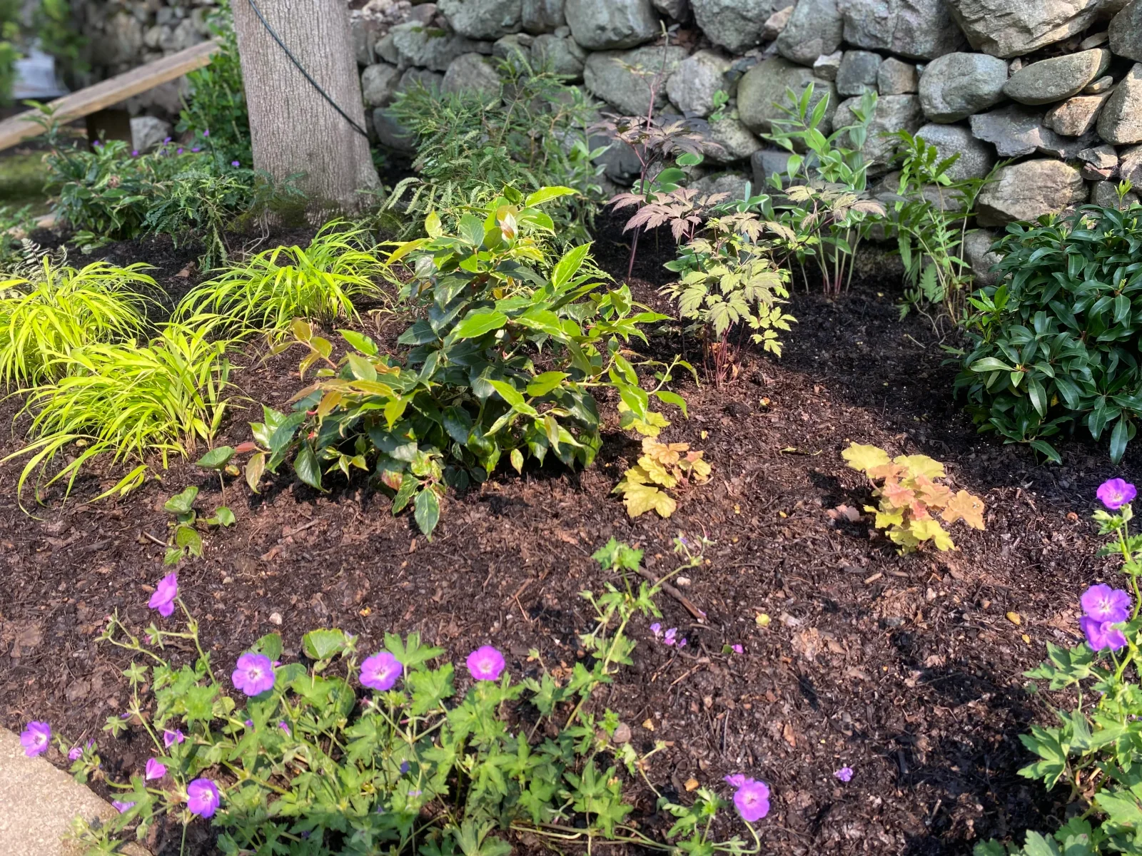 A shaded garden of ferns and native groundcovers along a fieldstone wall and brick path