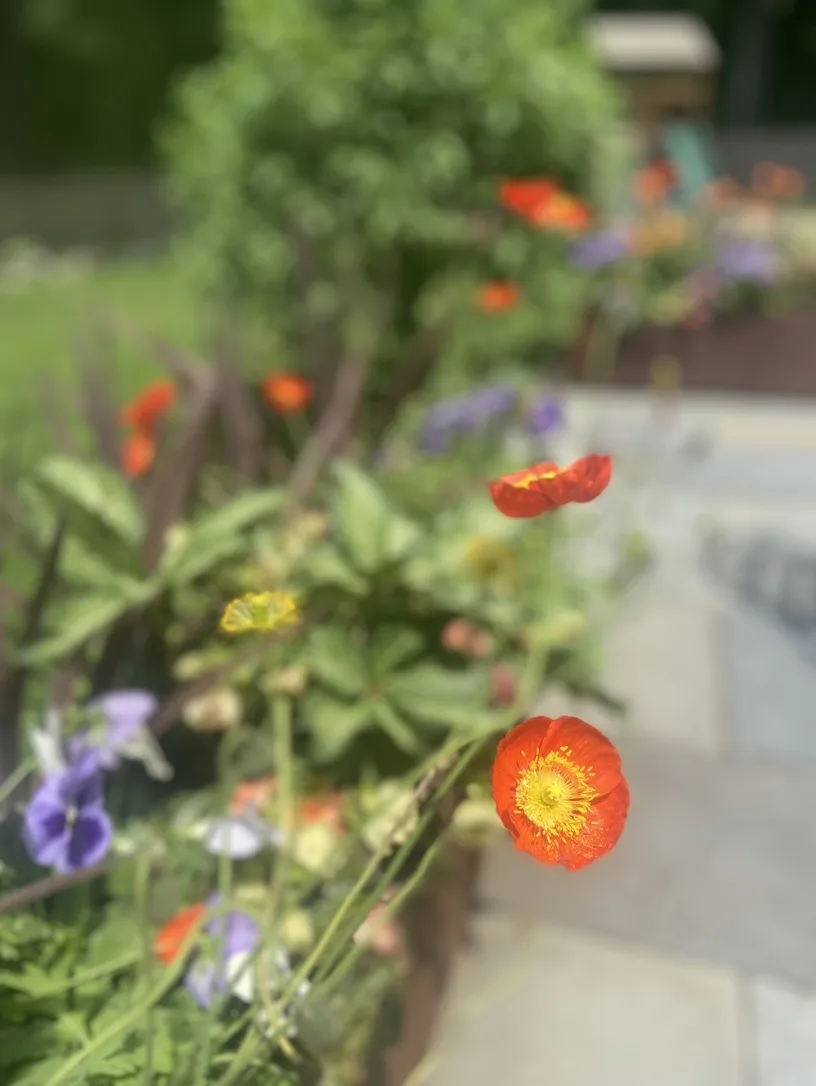 Container detail with poppies in bloom