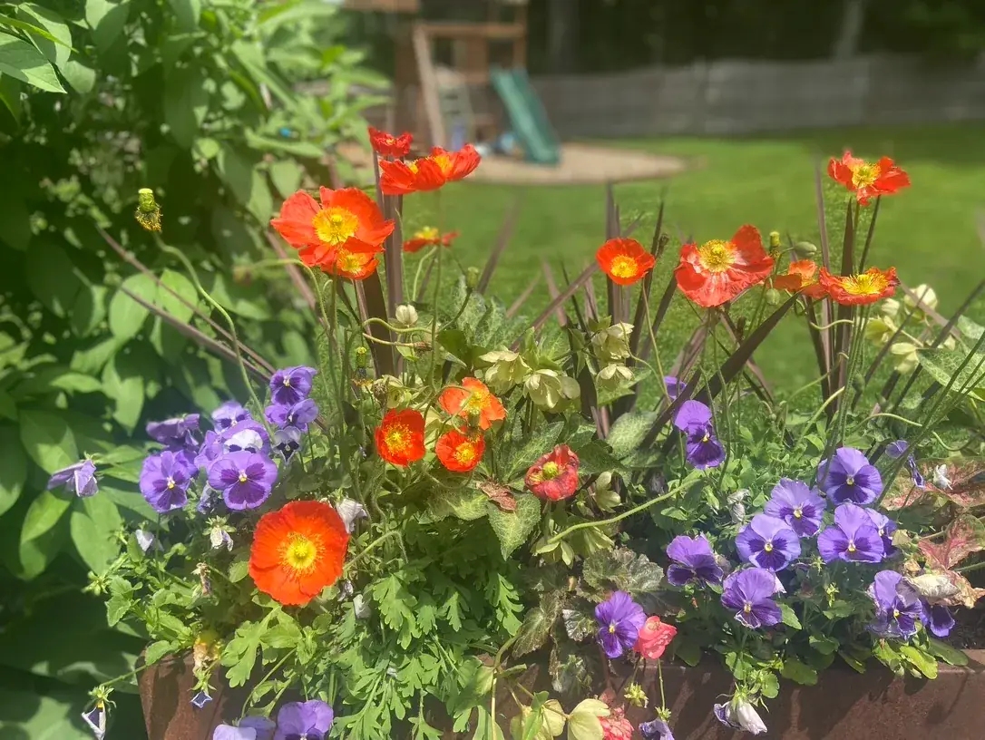 Summer planter arrangement on urban patio